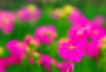 什么花的花语是发财