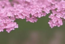 满天星粉色花语