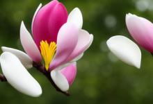 玉兰花花语是什么