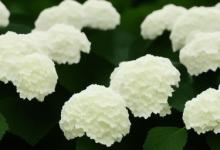 白色绣球花花语