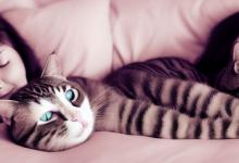 怀孕梦到猫是什么意思