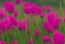 什么花的花语是失望