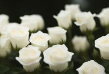 21朵白玫瑰的花语