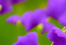 紫桔梗花的花语