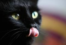 弃猫效应是什么 爱情里的弃猫效应是什么意思