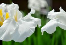 白色鸢尾花花语