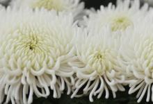 白色乒乓菊花语
