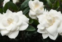 栀子花开的花语