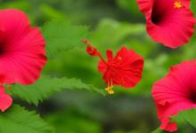 芙蓉的花语是什么