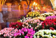红色曼珠沙华花语