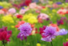 花语是温柔的花