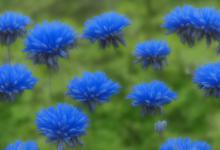 蓝色桔梗花花语