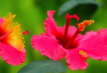 芙蓉花语是什么意思
