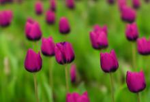 黑色郁金香花语