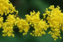 桂花花语及寓意