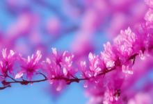 关于紫荆花浪漫的花语