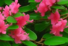 杜鹃花花语及优美句子