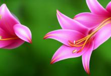 粉百合花语是什么意思