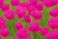 天鹅绒鲜花花语