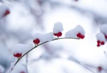小雪的习俗 小雪的农事活动