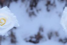 白雪山玫瑰花语