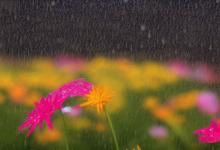 闲看雨落听花语