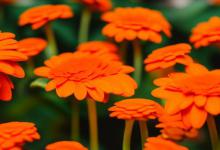 橙色非洲菊花语