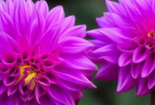 紫色大丽花花语