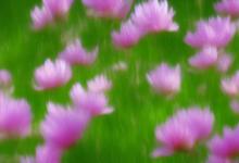 世界上最干净的花花语