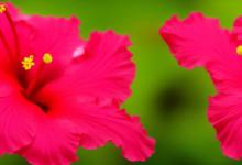 芙蓉花的花语是什么