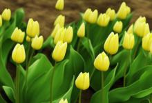 绿色郁金香花语