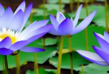 蓝莲花的花语是什么