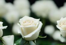 白色玫瑰花语是什么意思