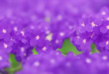 violet花语