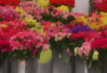 米兰花的花语是什么