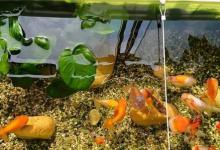 养鱼水肥怎么解决？鱼缸水体过肥的解决方法！
