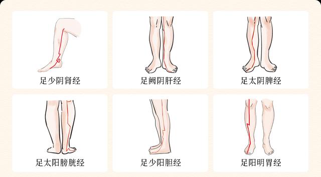 大腿六条经络简单图图片