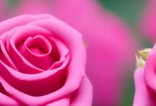 月季花花语及寓意