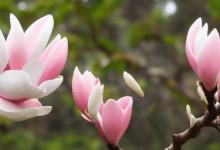 玉兰花语和寓意