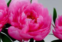 牡丹花花语是什么