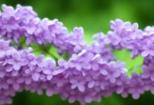 丁香花语和寓意
