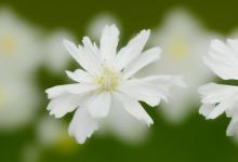 白色马蹄花的花语