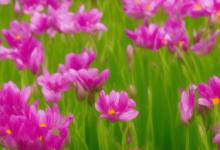 五月开什么花及其花语