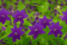 紫色桔梗花花语