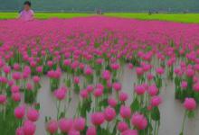 南宁人和莱茵花语
