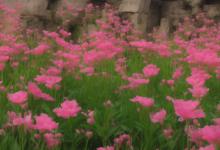 蓟州区鸿坤花语