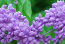 五瓣丁香花的花语