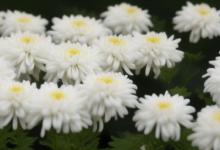 白菊花花语是什么意思