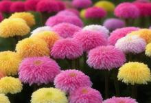 菊花的含义和花语
