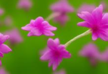 粉色桔梗花的花语
